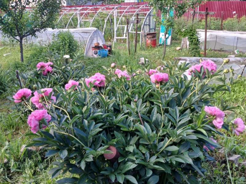 сад на улице Строкина