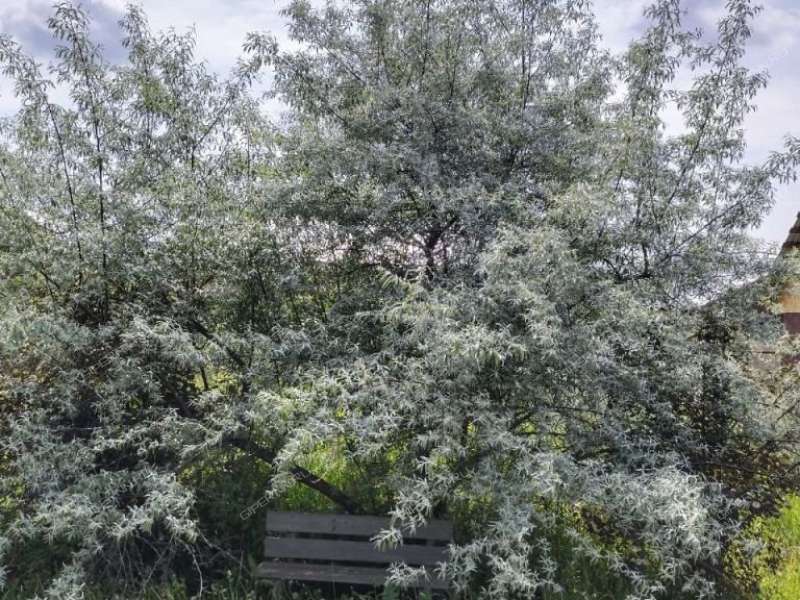 дом на Ларина деревня Шумилово