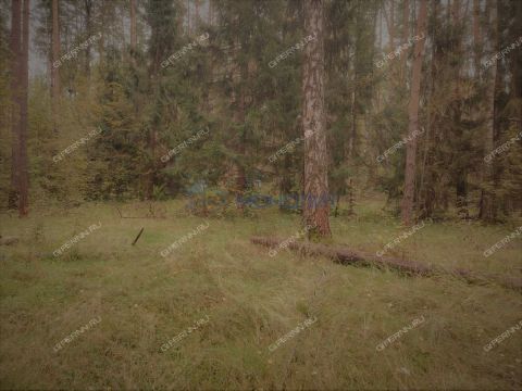 derevnya-syrohvatovo-gorodskoy-okrug-bor фото