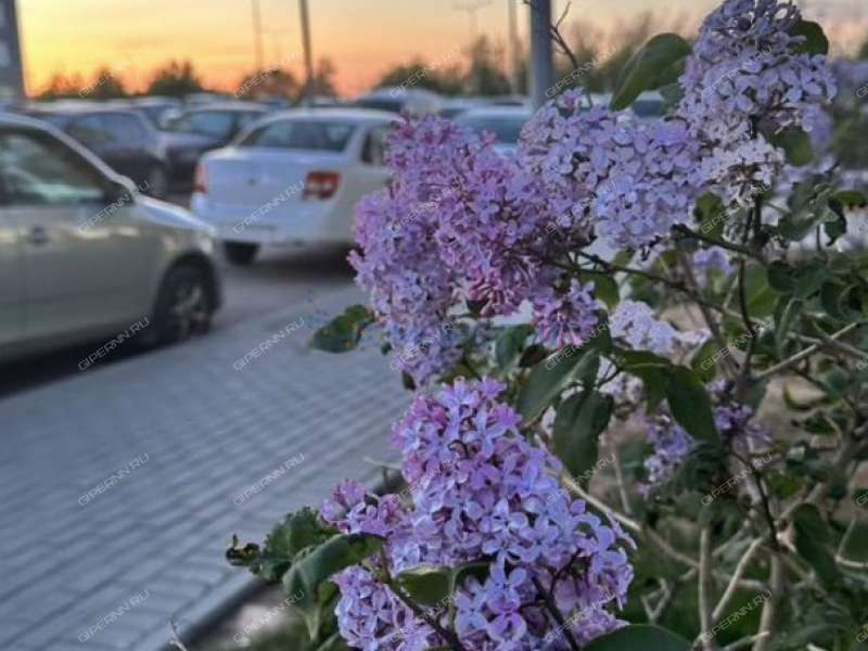 двухкомнатная квартира на Русской улице улице дом 15 деревня Анкудиновка