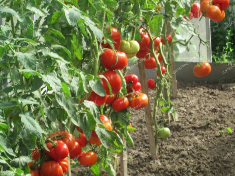 четырёхкомнатная квартира на Школьной улице дом 42а село Елизарово