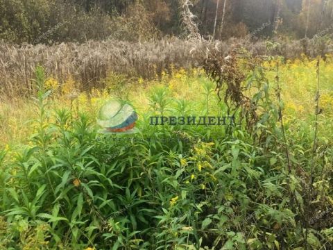 derevnya-lapino-gorodskoy-okrug-bor фото