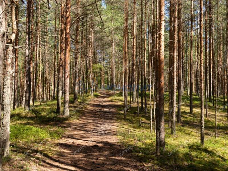 земельный участок 11,5 сотки деревня Ройка