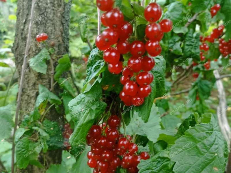 земельный участок 10 соток село Редькино